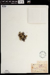 Selaginella rupestris image