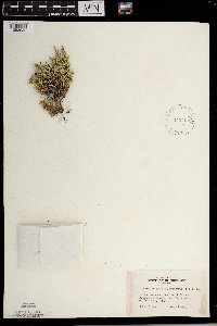 Selaginella rupestris image