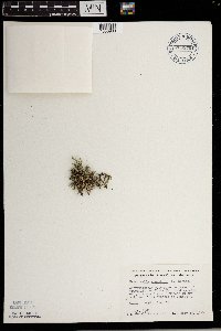 Selaginella rupestris image