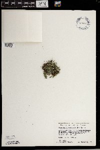 Selaginella rupestris image