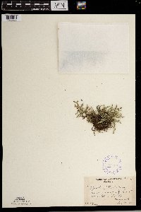 Selaginella rupestris image