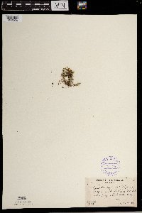 Selaginella rupestris image