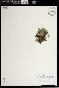 Selaginella rupestris image