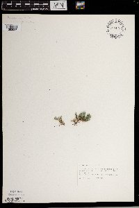 Selaginella rupestris image