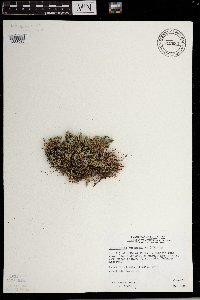 Selaginella rupestris image