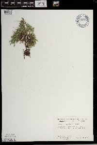 Selaginella rupestris image