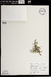 Selaginella rupestris image