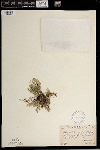 Selaginella rupestris image