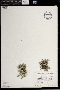 Selaginella rupestris image