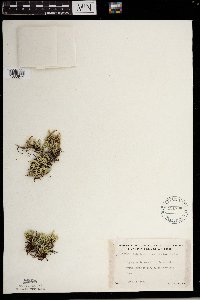 Selaginella rupestris image