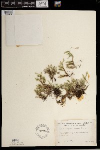 Selaginella rupestris image