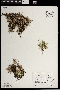 Selaginella rupestris image