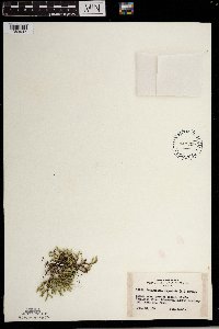 Selaginella rupestris image