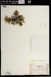 Selaginella rupestris image