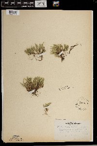 Selaginella rupestris image