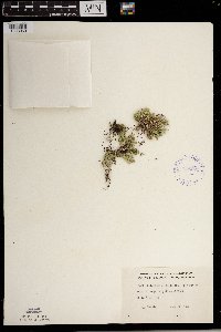 Selaginella rupestris image
