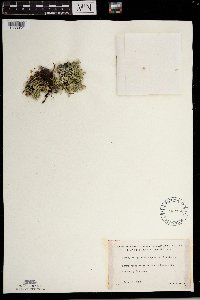 Selaginella rupestris image