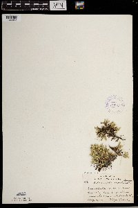 Selaginella rupestris image