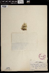 Selaginella rupestris image