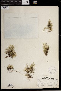 Selaginella rupestris image