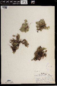 Selaginella rupestris image
