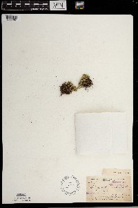 Selaginella rupestris image