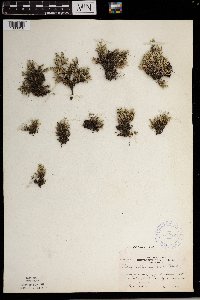 Selaginella rupestris image