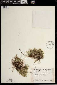 Selaginella rupestris image