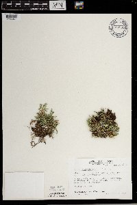 Selaginella rupestris image