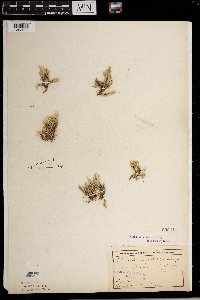 Selaginella rupestris image