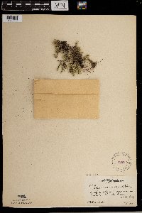 Selaginella rupestris image