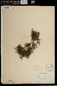 Selaginella rupestris image