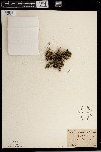 Selaginella rupestris image