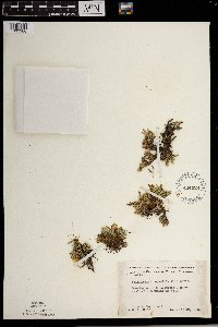 Selaginella rupestris image