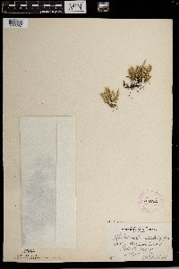 Selaginella rupestris image