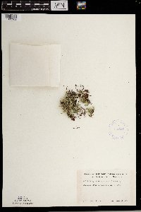 Selaginella rupestris image