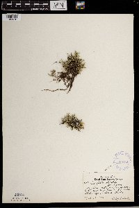 Selaginella rupestris image