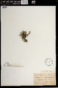 Selaginella rupestris image