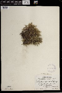 Selaginella rupestris image