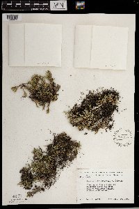 Selaginella rupestris image