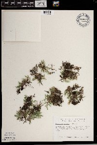 Selaginella rupestris image