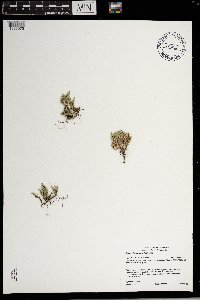 Selaginella rupestris image
