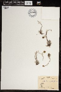 Antennaria monocephala subsp. angustata image