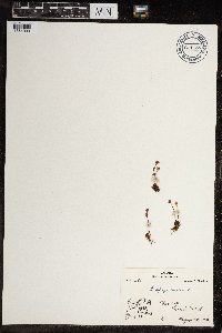 Saxifraga hyperborea image