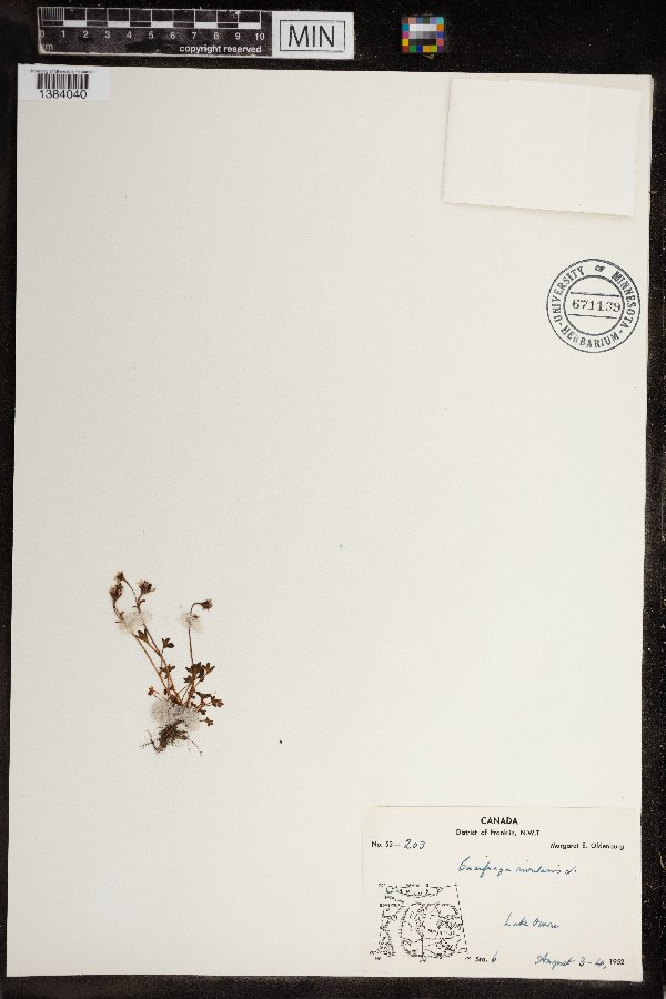 Saxifraga rivularis subsp. rivularis image