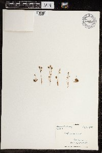 Saxifraga rivularis subsp. rivularis image