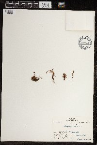 Saxifraga hyperborea image