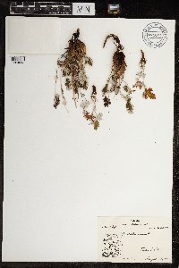 Potentilla nivea image