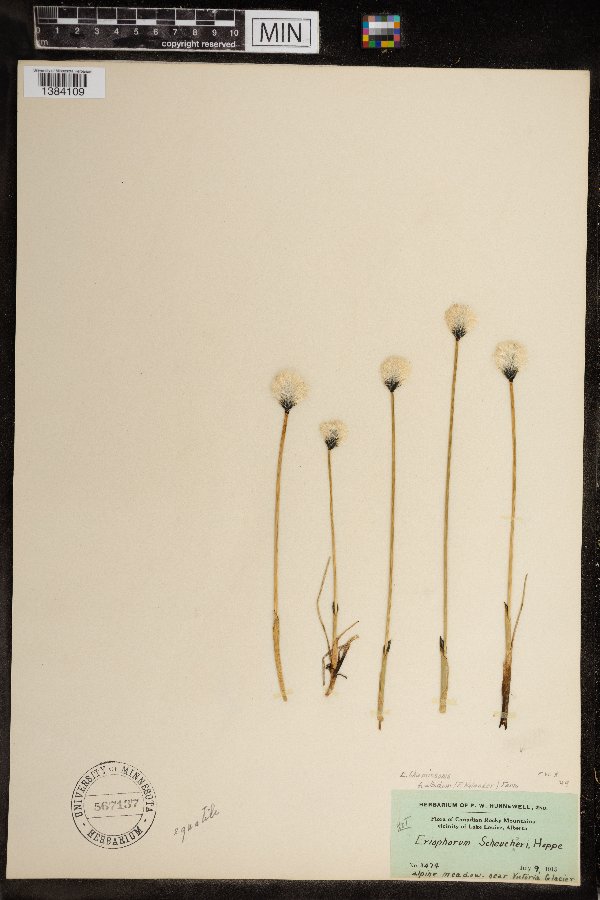 Eriophorum scheuchzeri image