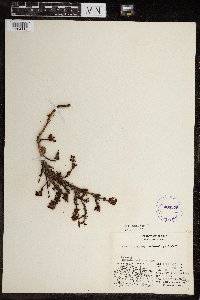 Image of Arctostaphylos alpina